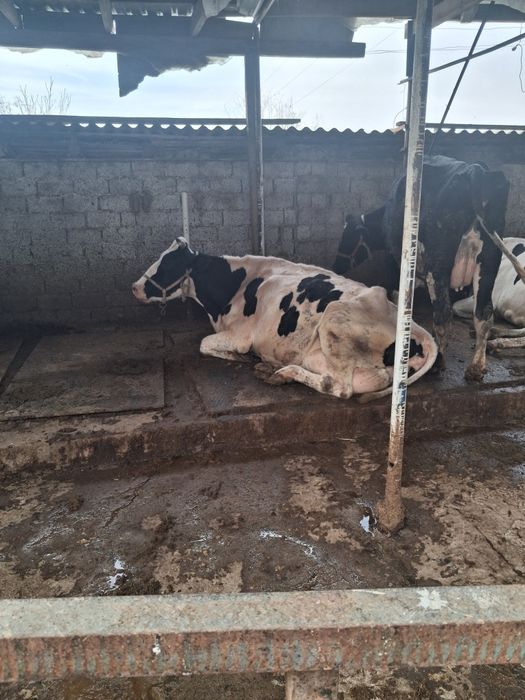 Сигирлар сотилади