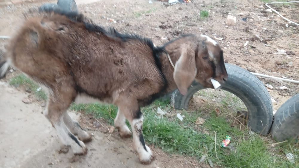 Альпи ешкілер сатылад