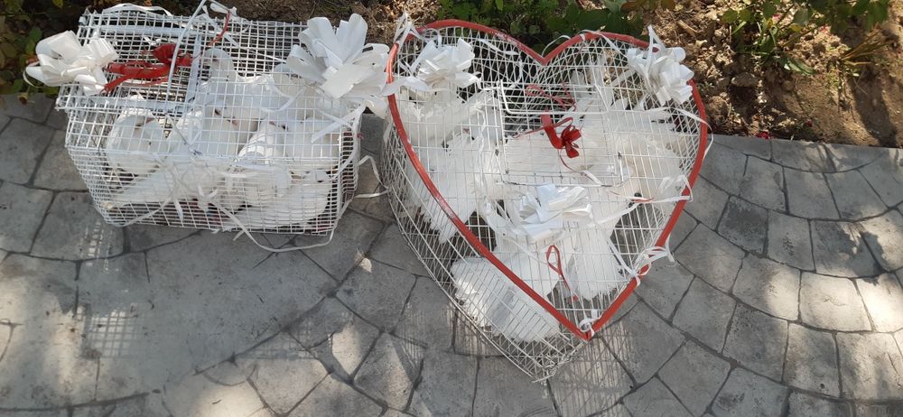 Porumbei pentru momente de vis