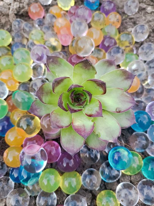 Каменная роза. Молодило