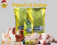Tarata Faina Furaj Porumb Grau Oraz 100%Romaneasac