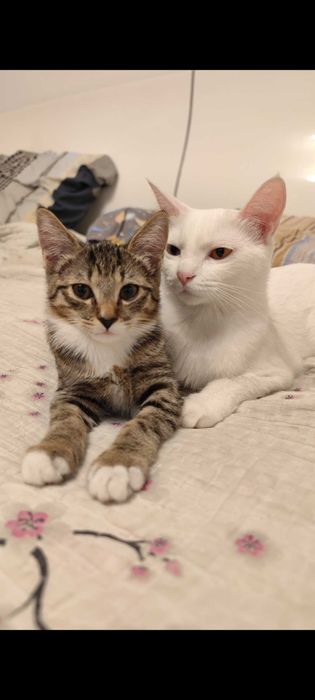 Чистый, здоровый котенок Мия 4 мес.