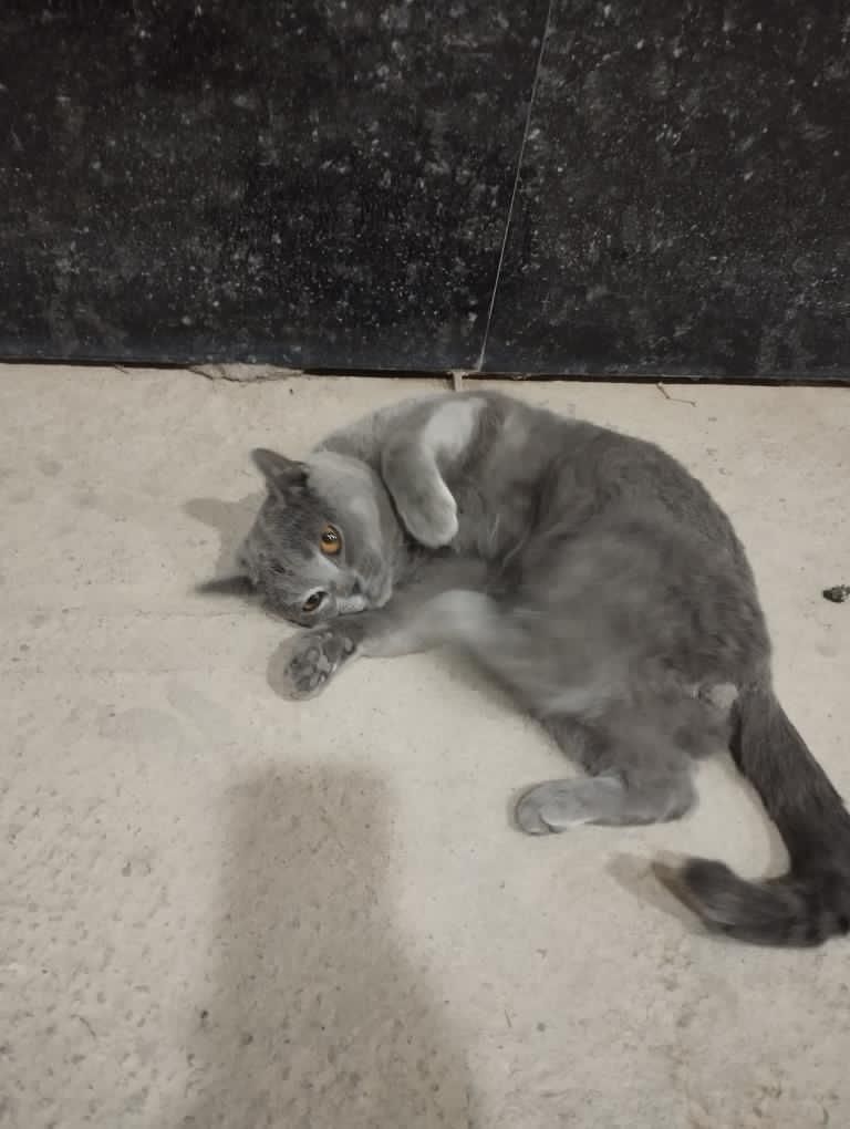 Скотлиш фолд серый