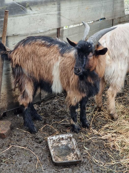 Vand 3 tapi doi de anul acesta si unul de 2 ani jumate