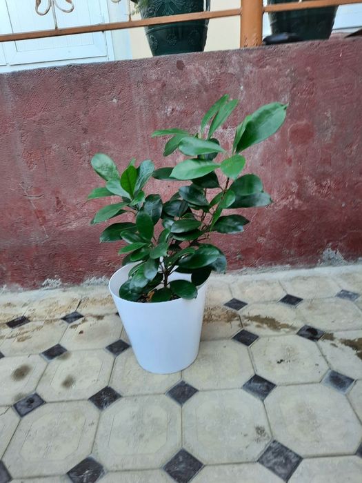 Tabiiy, tuvakdagi gullar