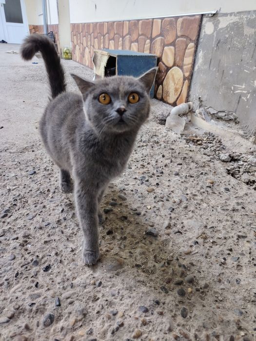 Котята мушуклар бир ойлик соглом