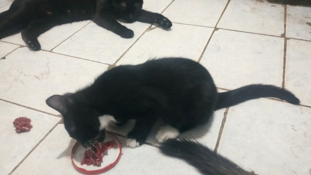 Котёнок. Девочка. Чистоплотная