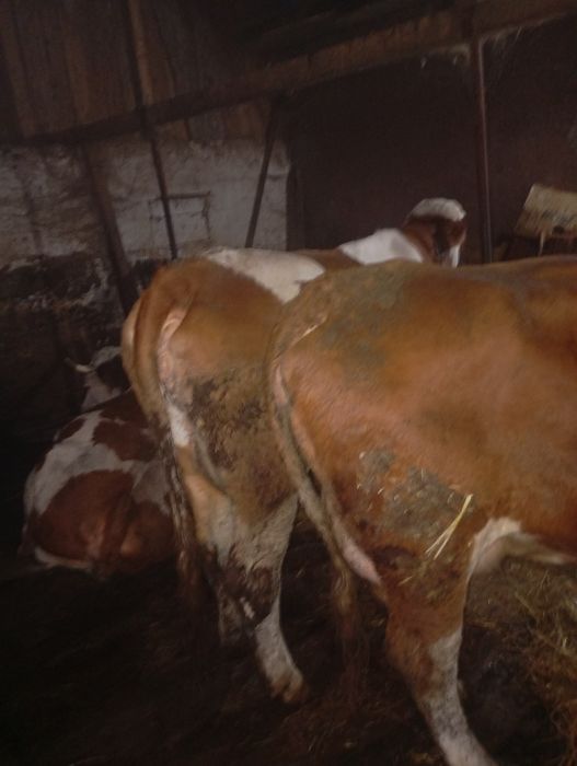 Vând vaci, 15 mame, 3 juninci (2gestante)