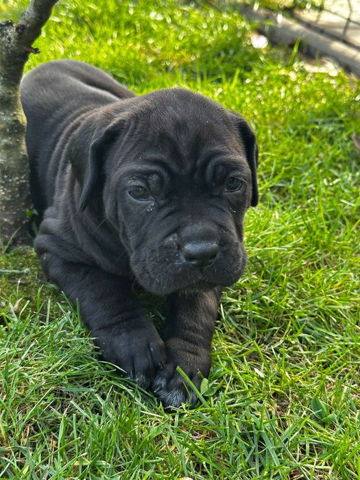 Femele cane corso