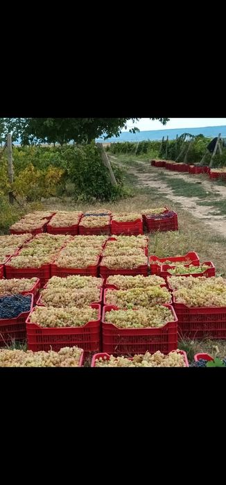 Strugurii de vin soiuri alese