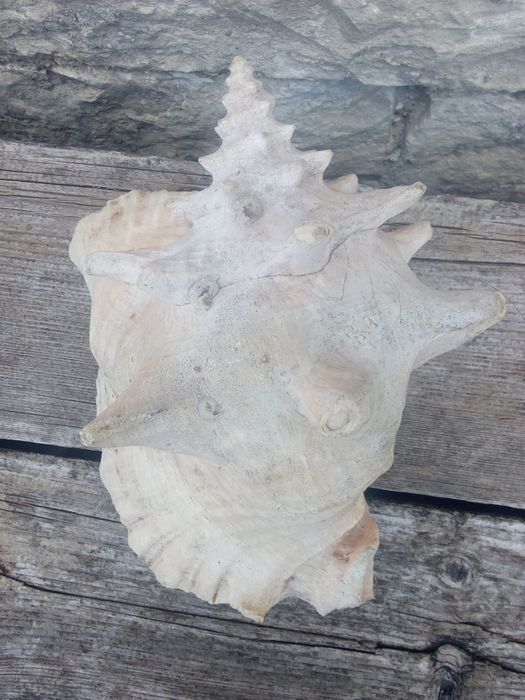 Рапан за декорация.