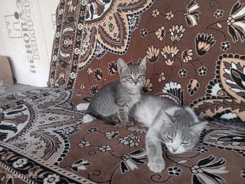 Отдам котят бесплатно.