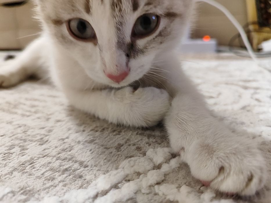 Нужен дом котёнку