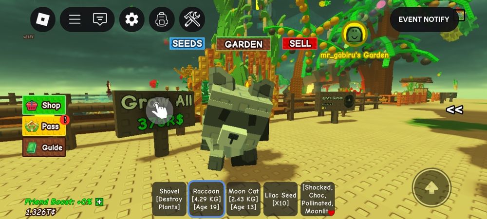 УСПЕЙ КУПИТЬ СРОЧНО!!! Енот в вырасти сад