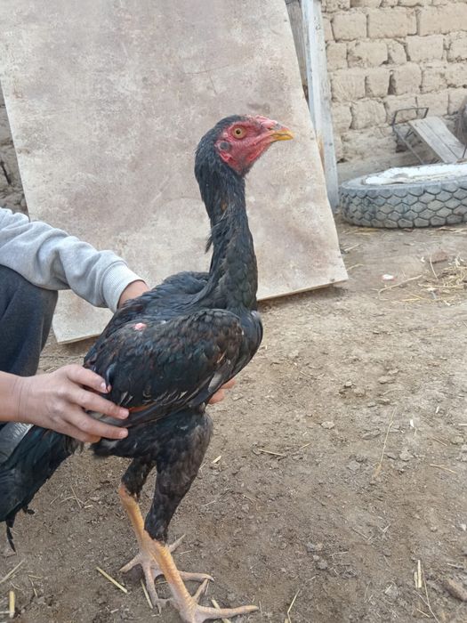 Чисто кореец петухи и куры