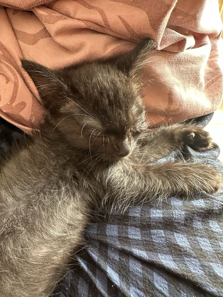 Котенок мальчик
