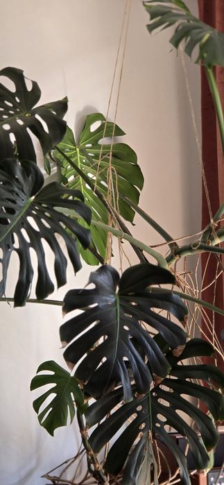 Planta decorativa cu frunze verzi Monstera Deliciosa  ( Filodendron )