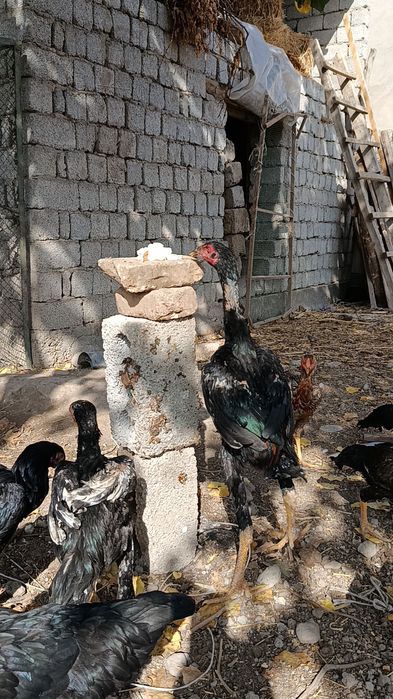 Дакан жўжа хўрозлар