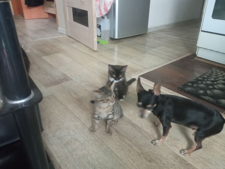 Продаётся котёнок
