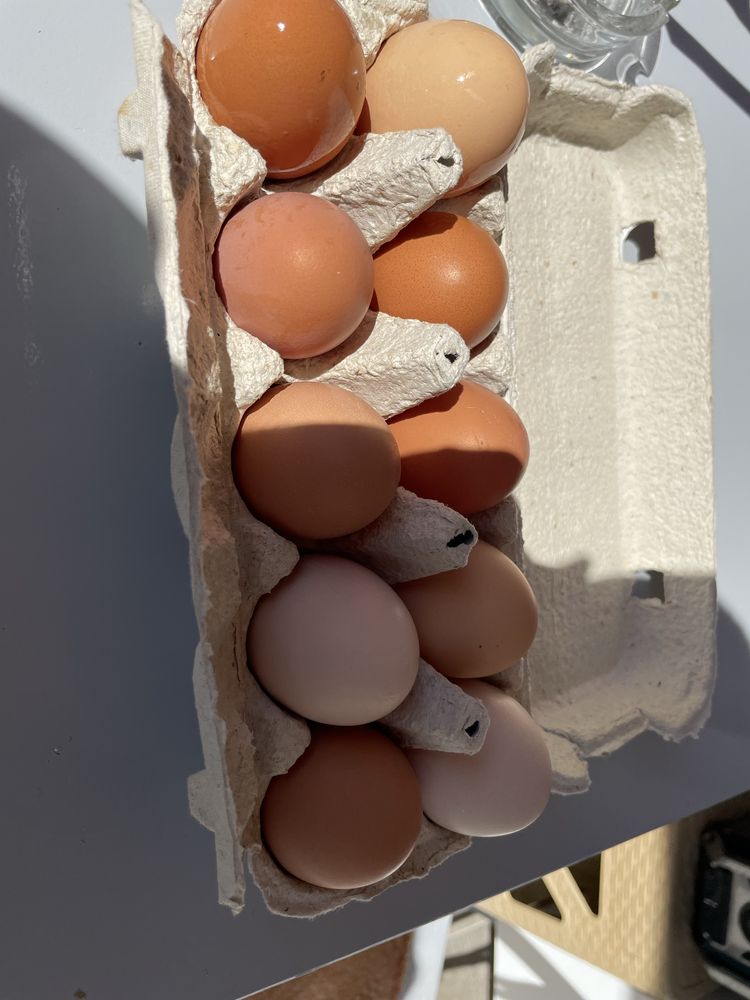 Oua de casa ,naturale crescute in libertate