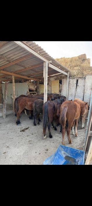 Жабағылар сатылады, Қызылорда облысы , Жалағаш ауданында тұр