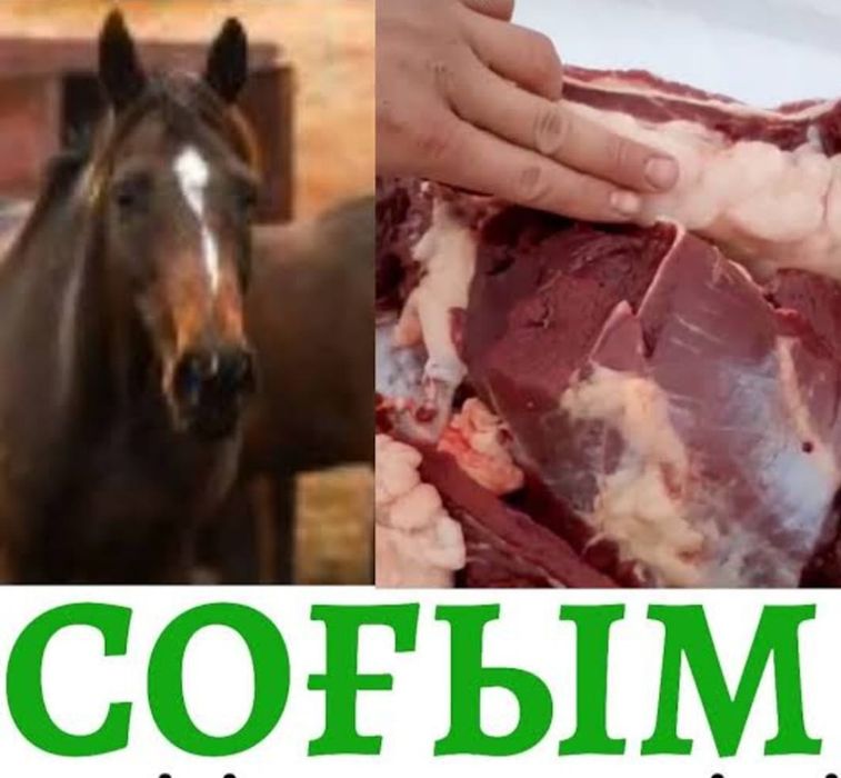 СОҒЫМ 1,5, 2,5 жастағы семіз жылқылар сатылады..