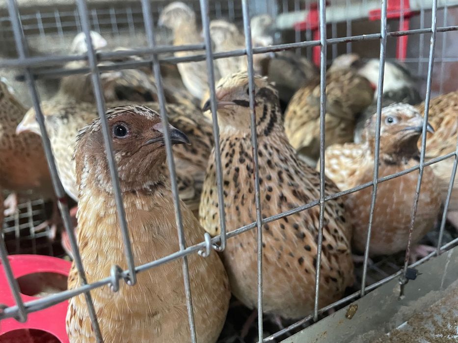 Домашни яйца от пъдпъдъци