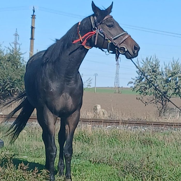 Vand Iapa Pur Sange Englez