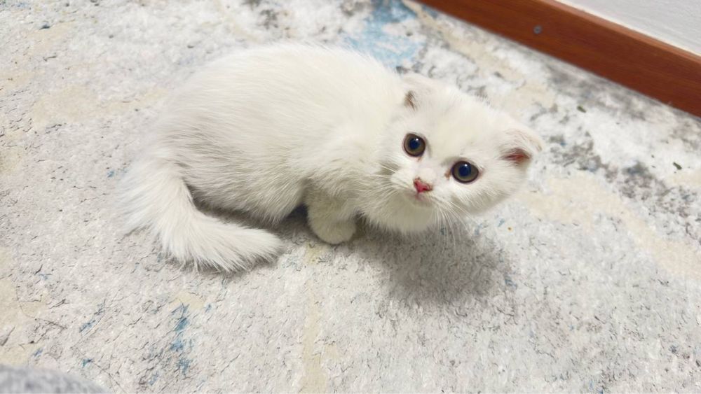 Кошка Мушук Пшак