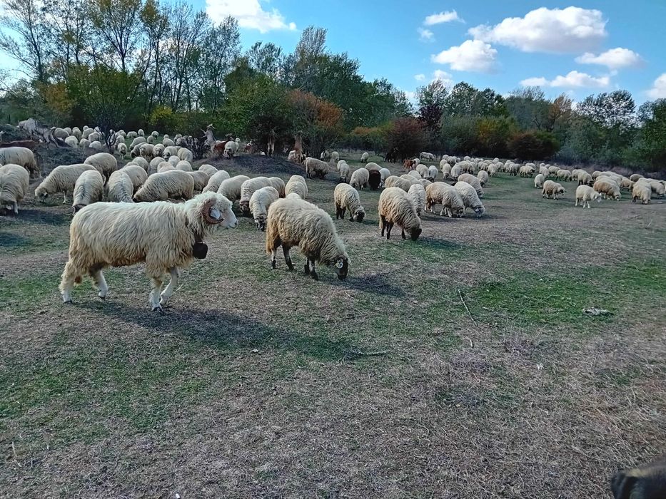 De vânzare turmă de oi