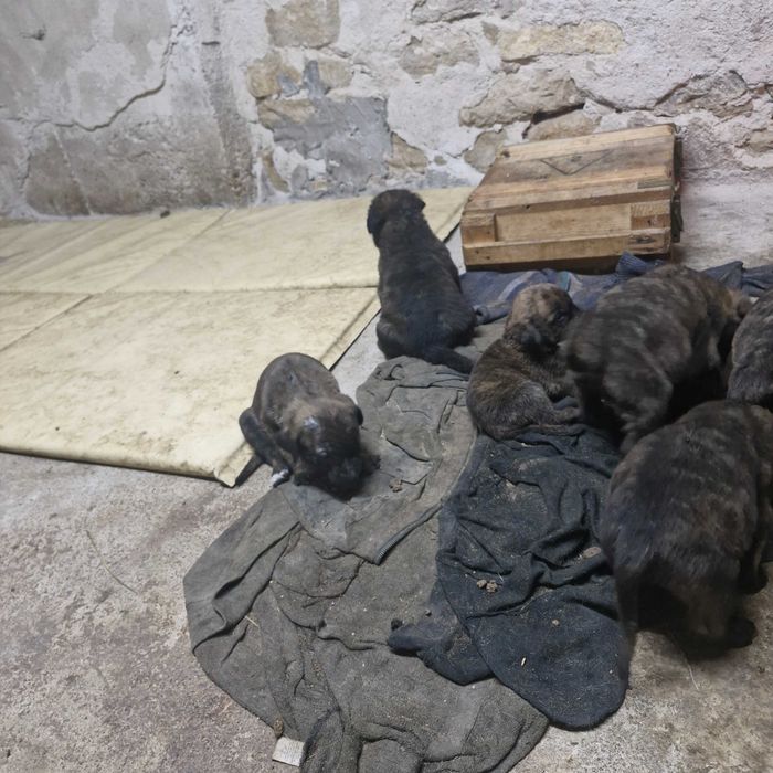 Кане корсо кученца