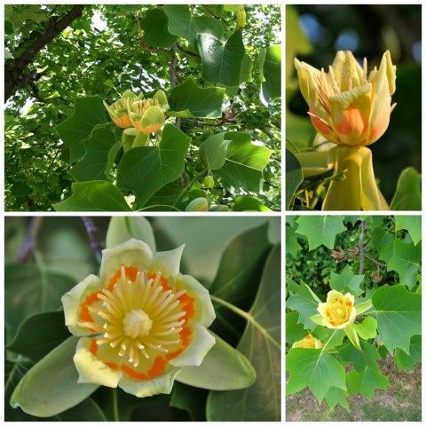 Arbore de lalea ( Tulipan )