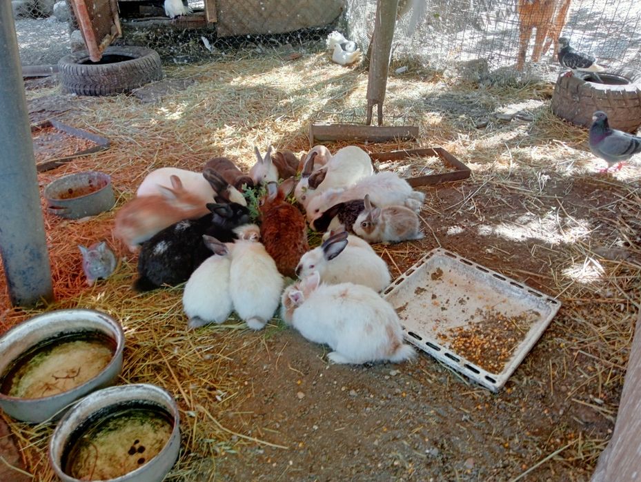 Vând rate,găini,porumbei  v,,iepuri,găini pitice sacrificate sau