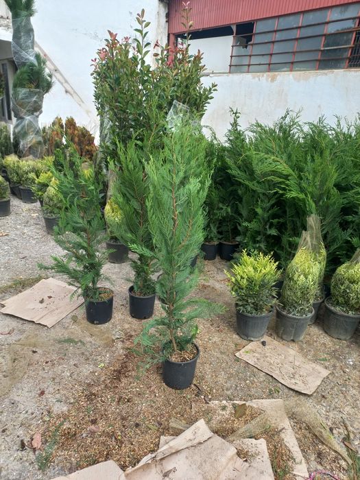 Vând lelandy cu dimensiuni de la 1.20m m până la 6m tuia smarald