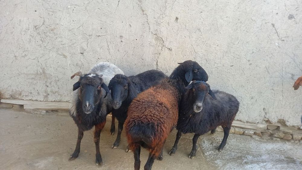 To'q bug'oz quyla sotiladi manzil Shofirkon