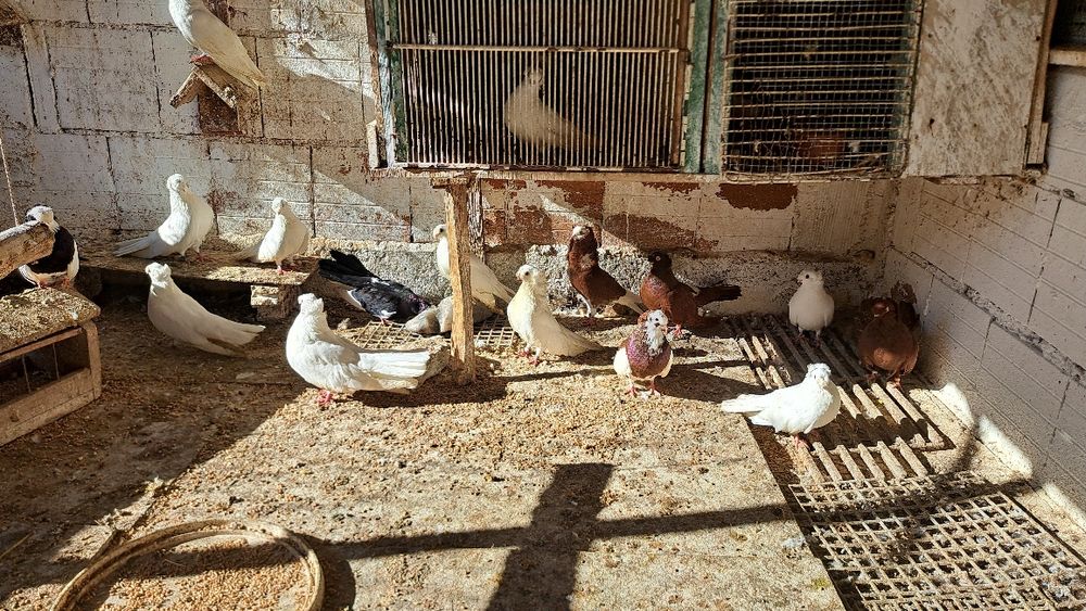 Продавам гълъби.