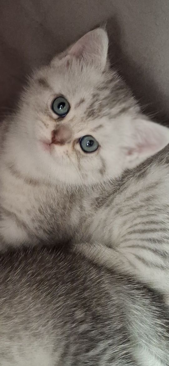 Шотландски котета