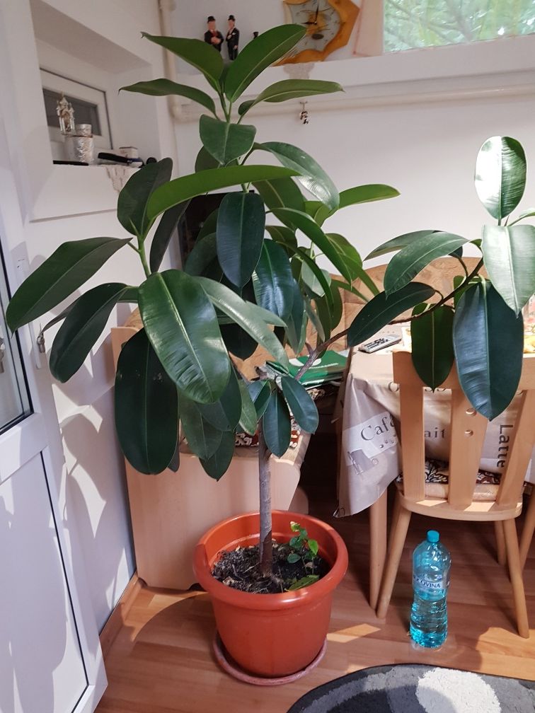 Plantă de interior Ficus ! Superbă