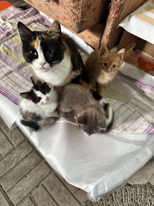 Бесплатно котята