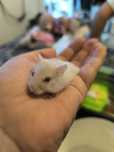 Hamsterii pitici