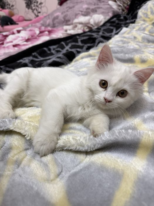 Turetskaya angorka mushukcha