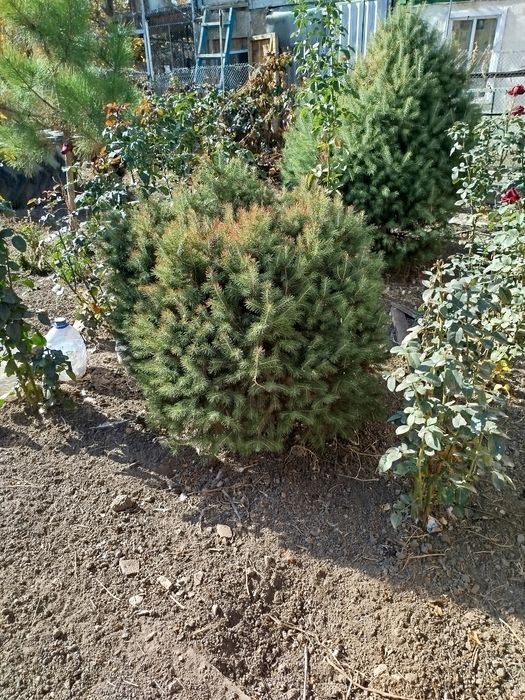 Продается живая ель