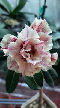 Адениум-цветок пустыни