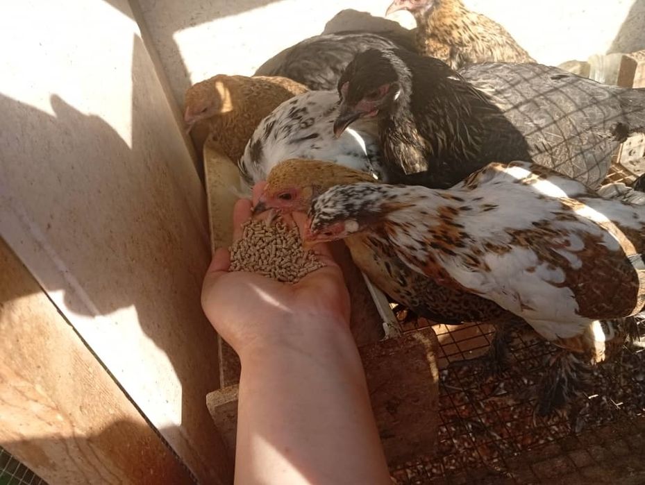 Продам цыплят японок