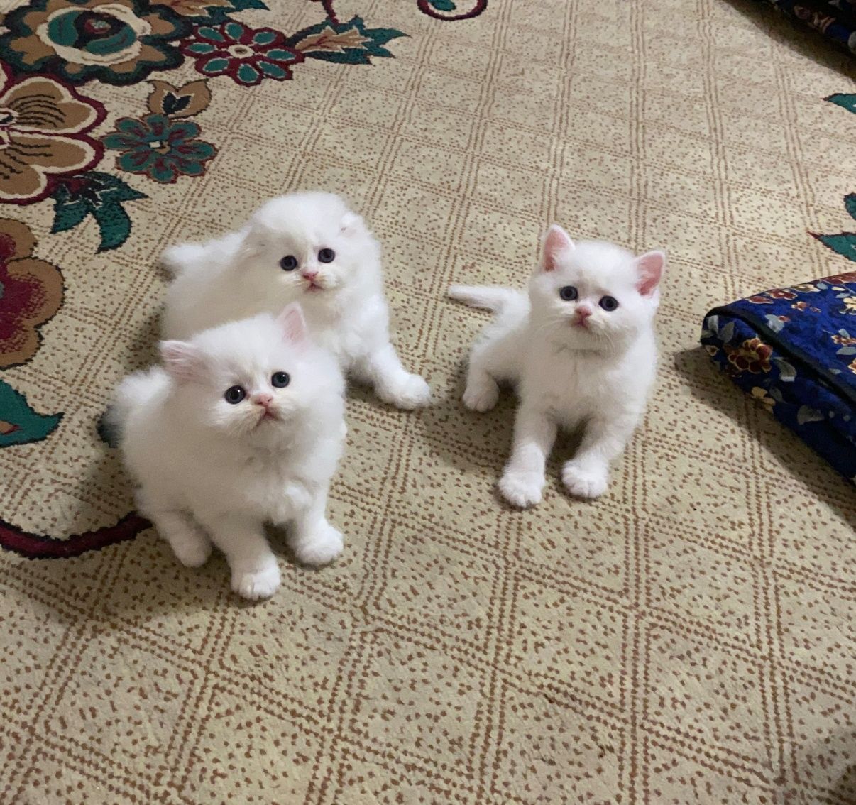 Scottish Fold & Scottish Straight