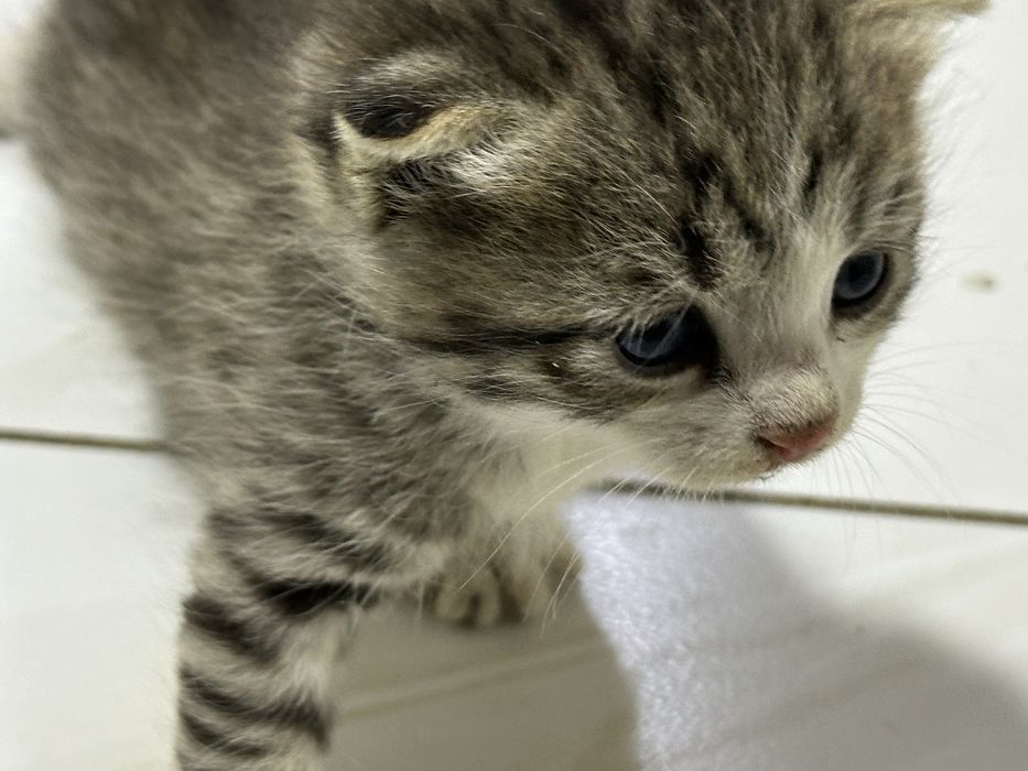 Продаю котят, в хорошие руки