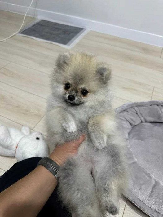 Отдам в добрые руки щенка шпица — нашего малыша Капо