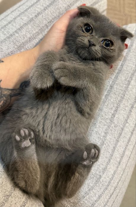 Fetita scottish fold cauta casuta