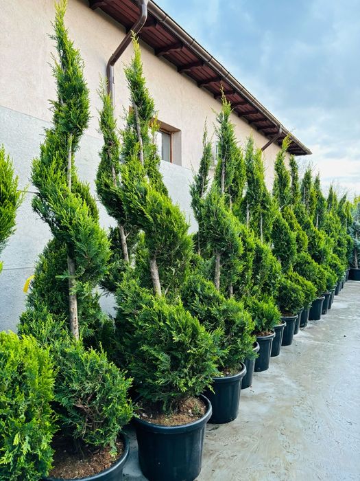 Plante ornamentale crescute in ghiveci la preț de producător