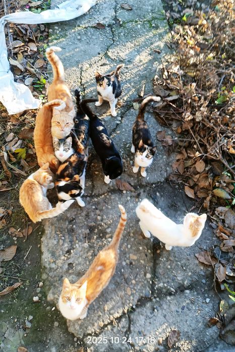 Donez pisici și căței